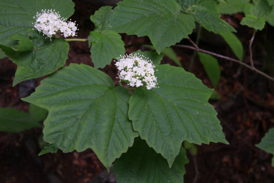 Viburnum acerifolium- Maple-leaf Viburnum