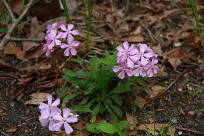 Silene caroliniana ssp. pensylvanica- Sticky Catchfly