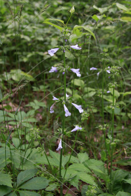 Salvia lyrata- Lyre-leaved Sage