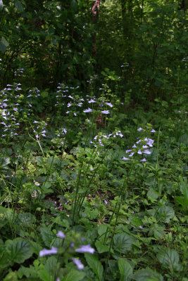 Salvia lyrata- Lyre-leaved Sage