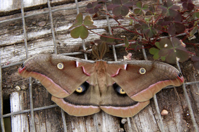 Polyphemus Moth
