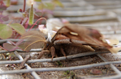 Polyphemus Moth