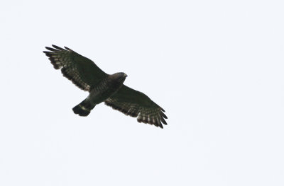 Broad-winged Hawk