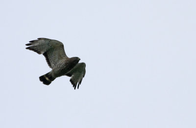 Broad-winged Hawk