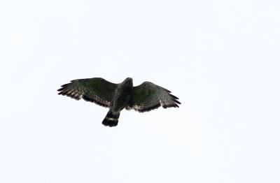 Broad-winged Hawk