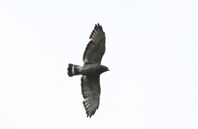 Broad-winged Hawk