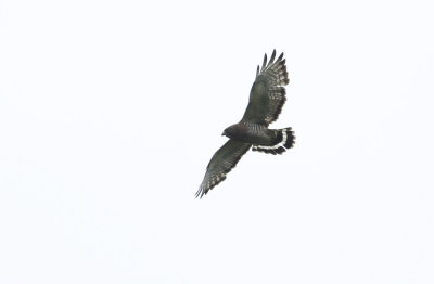 Broad-winged Hawk