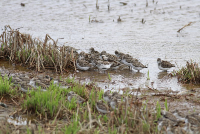 Semipalmated Sandpipers