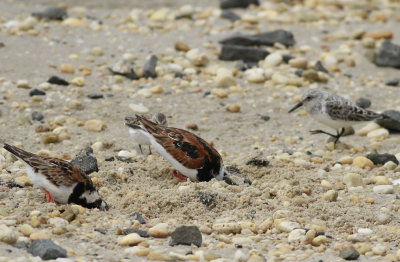 Ruddy Turnstones