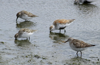 White-rumped Sandpipers and friends