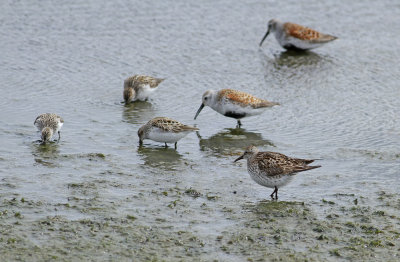 White-rumped Sandpipers and friends