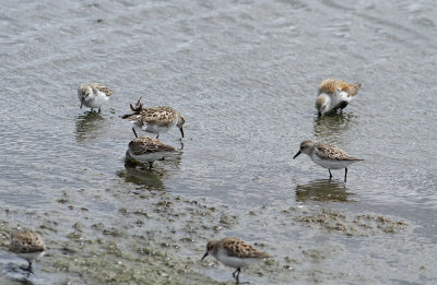 White-rumped Sandpipers and friends