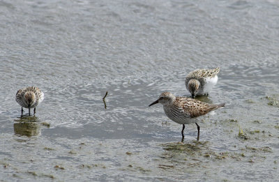 White-rumped Sandpipers and friends