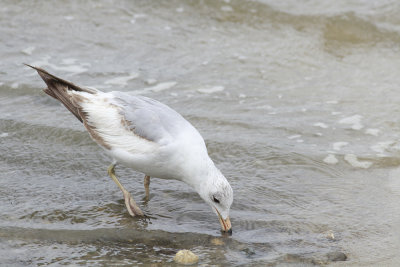Interesting Herring Gull
