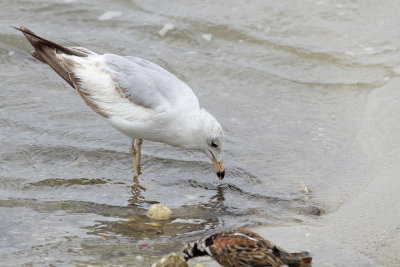 Interesting Herring Gull
