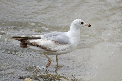 Interesting Herring Gull
