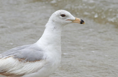 Interesting Herring Gull