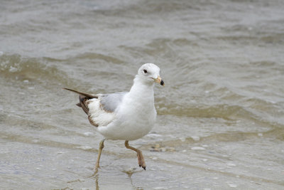 Interesting Herring Gull