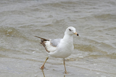 Interesting Herring Gull