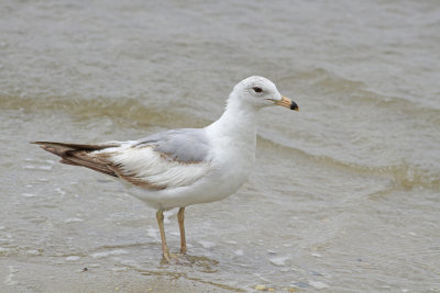 Interesting Herring Gull