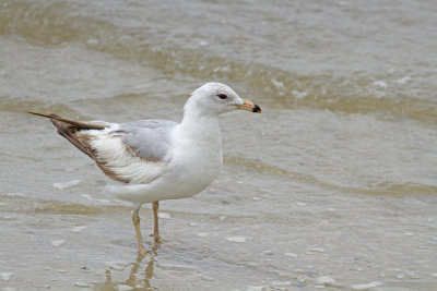 Interesting Herring Gull