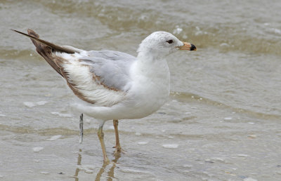 Interesting Herring Gull