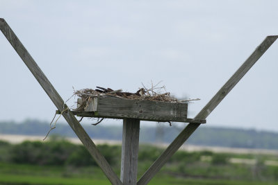 Osprey on nest