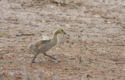 Canada Gosling