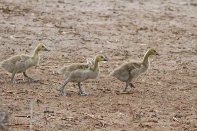 Canada Gosling