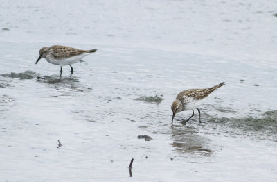 White-rumped Sandpipers