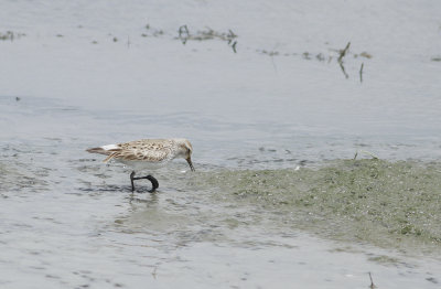 White-rumped Sandpipers