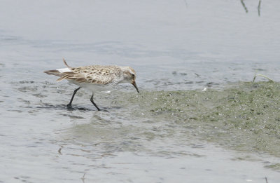 White-rumped Sandpipers