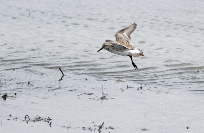 White-rumped Sandpipers