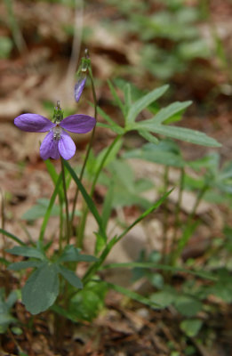 Viola brittoniana var. brittoniana- Coast Violet