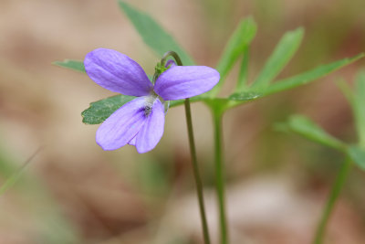 Viola brittoniana var. brittoniana- Coast Violet