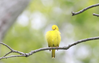 Yellow Warbler