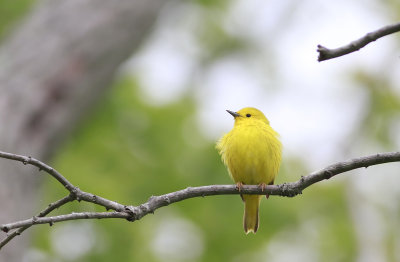 Yellow Warbler