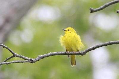 Yellow Warbler