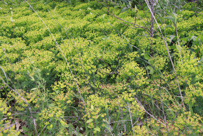 Euphorbia cyparissias- Cypress Spurge