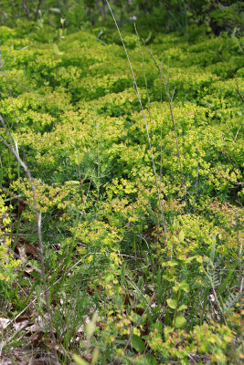 Euphorbia cyparissias- Cypress Spurge