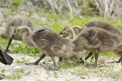 Canada Goslings