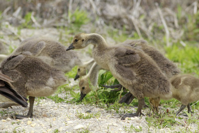 Canada Goslings