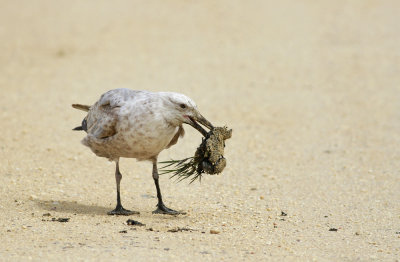 Herring Gull