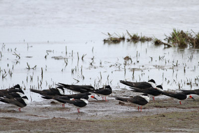 Black Skimmers