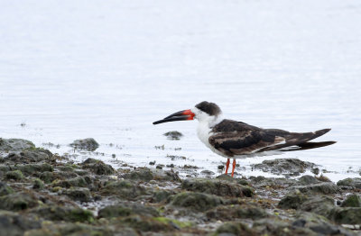 Black Skimmer