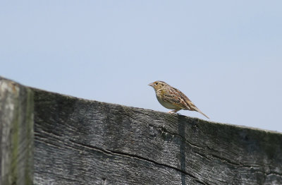 Grasshopper Sparrow