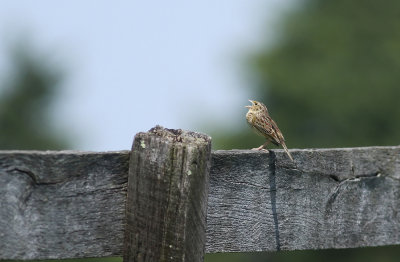 Grasshopper Sparrow