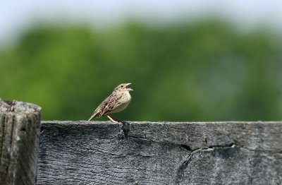 Grasshopper Sparrow