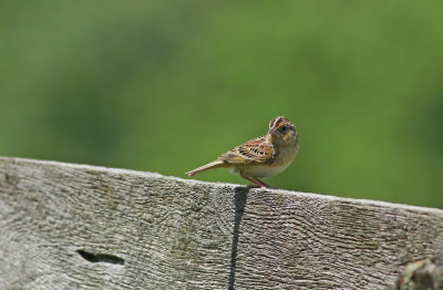 Grasshopper Sparrow