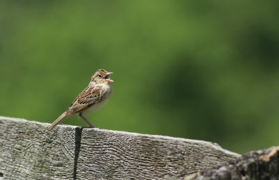 Grasshopper Sparrow